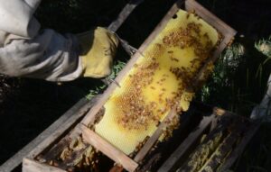 Cooperativa Apícola Patagonia