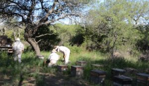 Cooperativa Apícola Patagonia