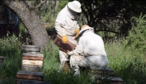 Cooperativa Apícola Patagonia