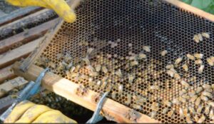 Cooperativa Apícola Patagonia