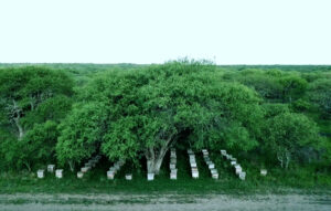 Cooperativa Apícola Patagonia