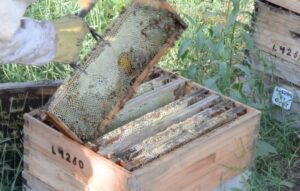 Cooperativa Apícola Patagonia